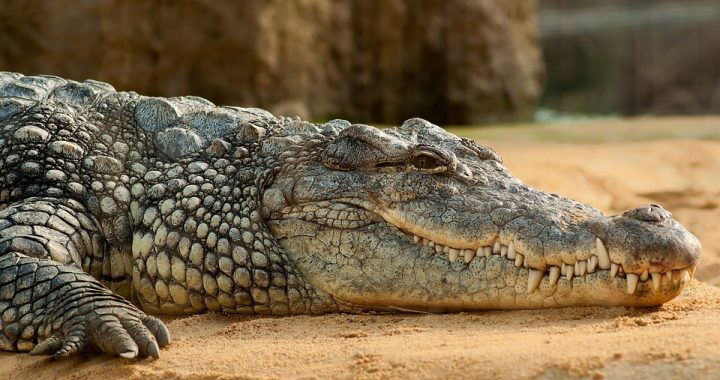 11-latka uratowała koleżankę zaatakowaną przez krokodyla! Zrobiła to w genialny sposób!