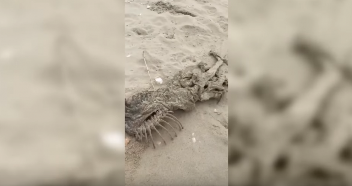 Na plaży znaleziono szczątki potwora. Sprawa trafiła w ręce policji